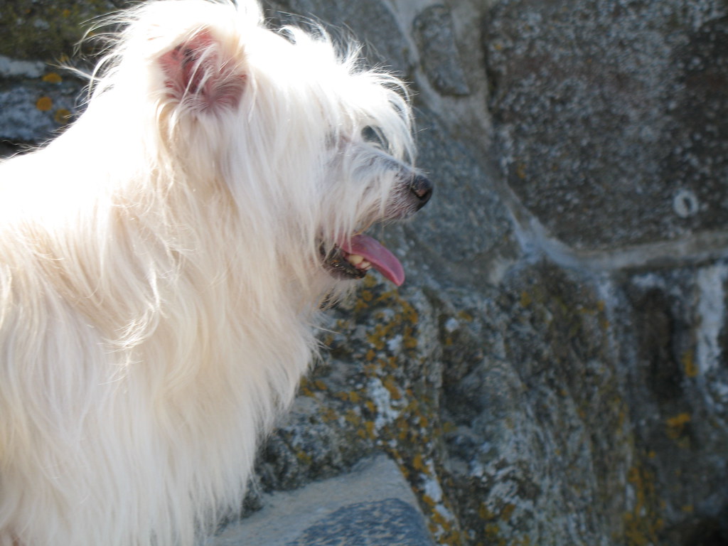 Promenade chien pas plage