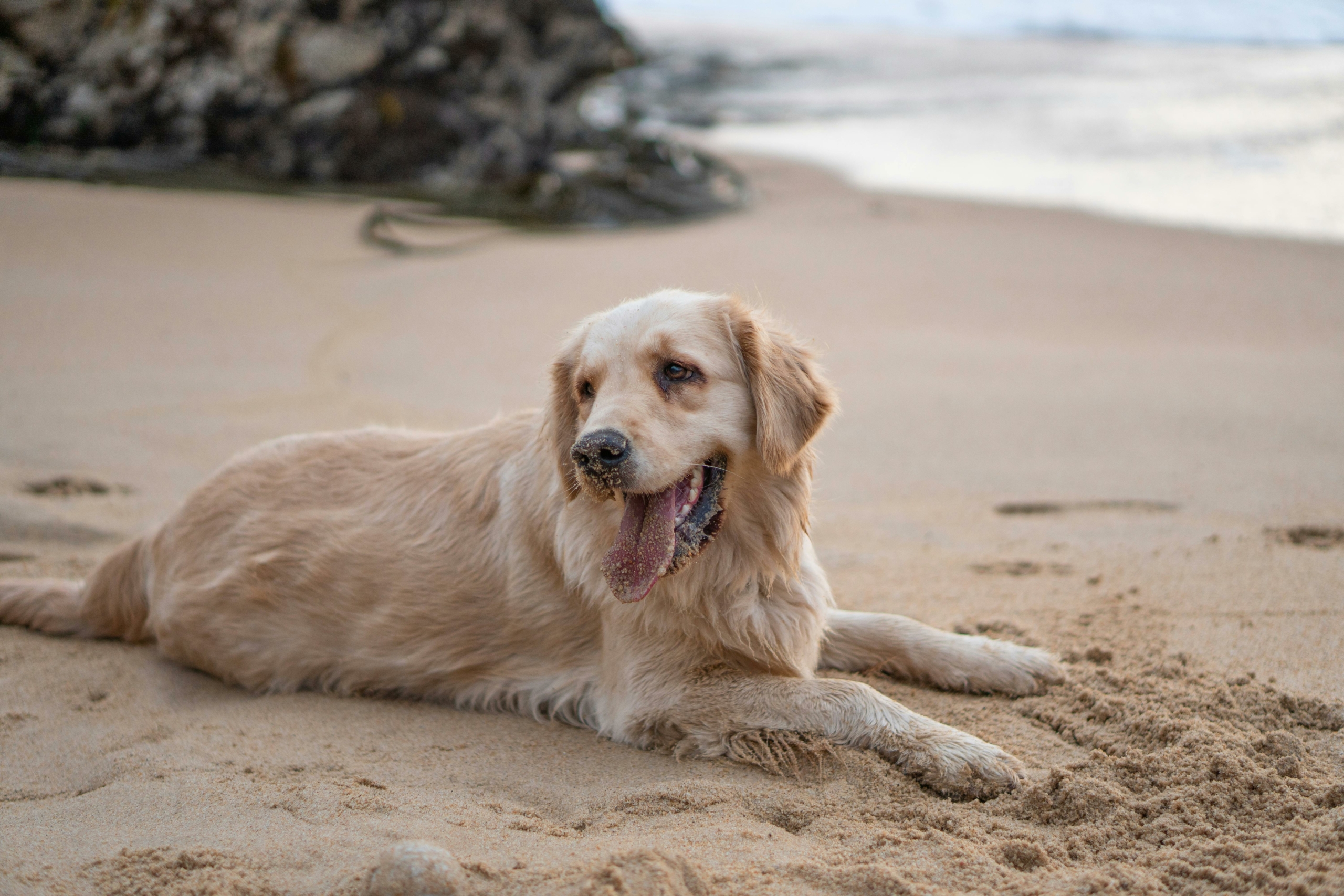 Chien à la plage